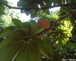Zapote Mamey3