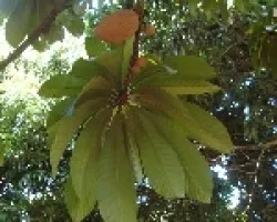 Zapote Mamey4
