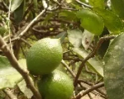 Limón