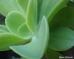 Crassula arborescens undulantifolia