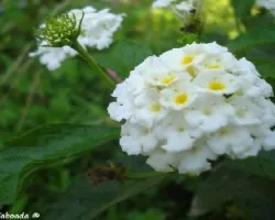 Flor blanca