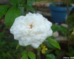 Flor blanca3