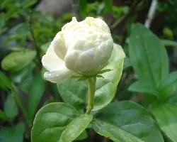Gardenia