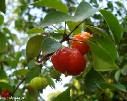 Frutillas