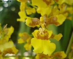 Orqu?dea amarilla