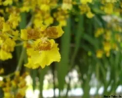 Orqu?dea amarilla2