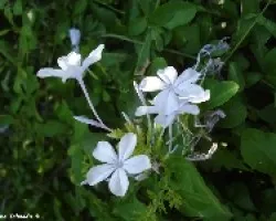 Color Lavanda