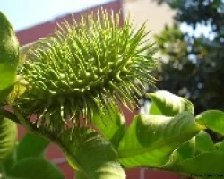 Peludas
