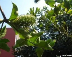 Semilla Peluda