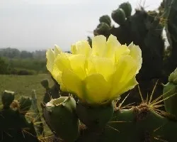 Flor de Nopal