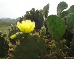 Flor de Nopal2