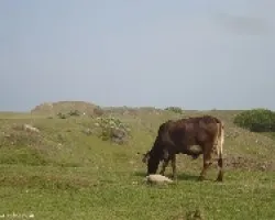 Pastando