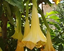 Floripondio