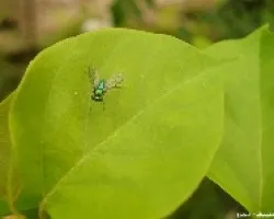 Mosquita Verde