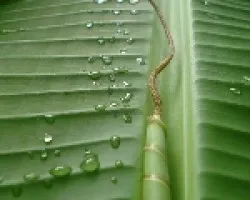 Hoja de Platano