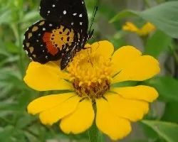 Mari-posa y Miguelito