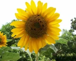 Girasol