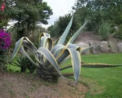 Agave variegatta