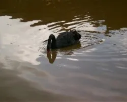 Cisne Trompetero