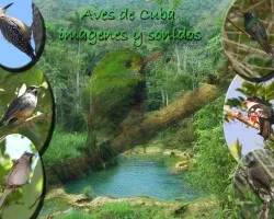 contribucion a la fauna cubana