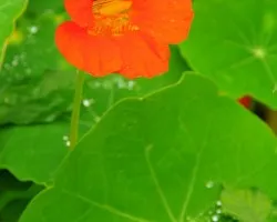 naranja y verde