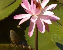 Nymphaea lotus
