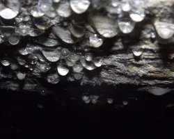 cabernas