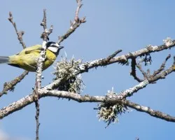 herrerillo comun,(Parus caerulus)