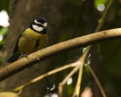 herrerillo comun,(Parus caerulus)