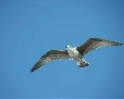 serie de gaviotas