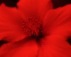 rojos