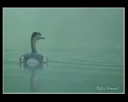 saramagullon chico