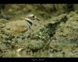 Titere sabanero(Charadrius vociferus)