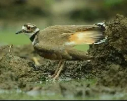 titere sabanero(Charadrius vociferus)