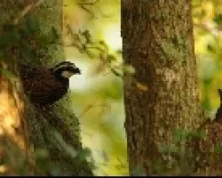 Codornis
