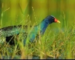 Gallareta azul