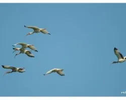  Ibis Blanco