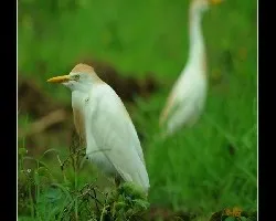 Galsa ganadera(Bubulcus ibis)