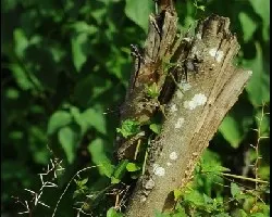 Sinzonte(Mimus polyglottos