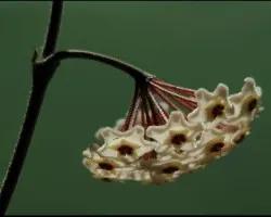 Flor de cera
