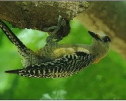 Carpintero jabado(Melanerpes superciliaris
