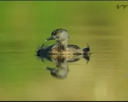 Zaramagullon chico(Tachybaptus dominicus)