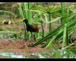 Gallito de rio(Jacana spinosa)