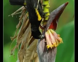 Solibio