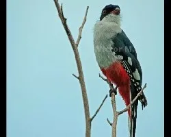 Tocororo(Priotelus temnurus)