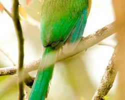 Pajaro Bobo