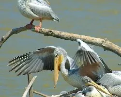 Pelicanus crispus