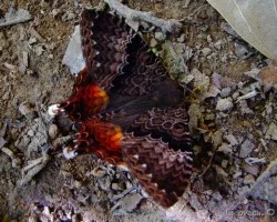 Extra?a Mariposa