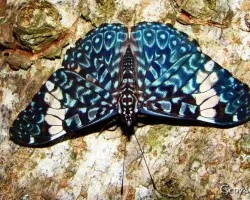 Mariposa en corteza