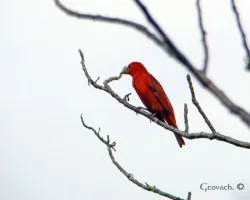 Piranga rubra 1